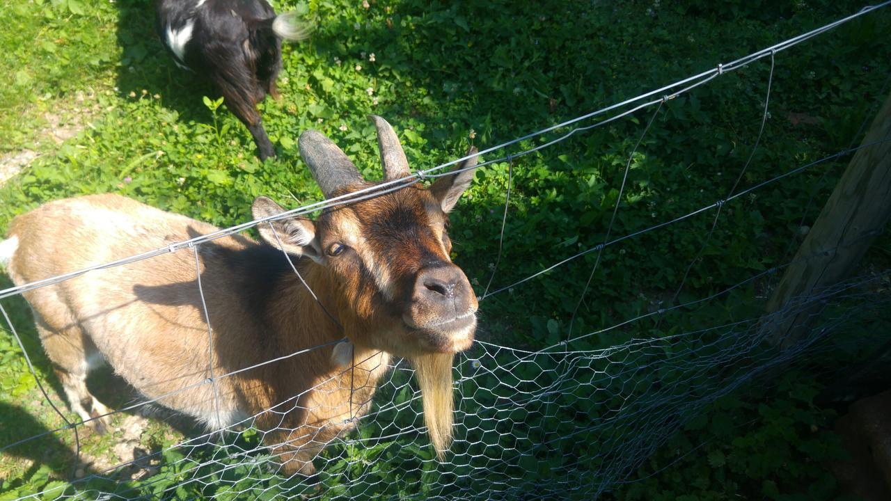 Ferien Auf Dem Weingut Appartement